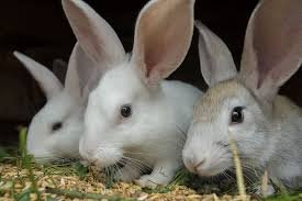 Rabbit Farming